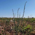 Na pesquisa, foram observadas a redução da infestação de plantas daninhas e da ocorrência de buva (Conyza sumatrensis), espécie que possui indivíduos resistentes ao herbicida glifosato. Foto: Robélio Marchão / divulgação.