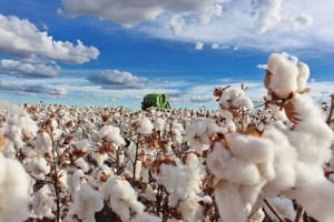 Em duas décadas o Brasil passou de um dos maiores importadores de algodão para o segundo maior exportador da fibra. Foto: Abapa/reprodução