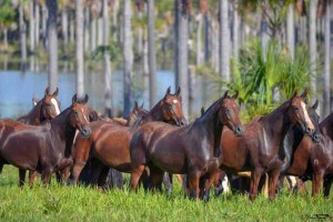 Maior evento da raça no país vai até o dia 30 de julho, em Belo Horizonte, e deverá receber mais de 1.600 animais de todo o Brasil. Fotos: Acervo ABCCMM / divulgação