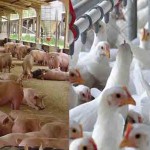 O custo total de produção por quilo de suíno vivo produzido em sistema tipo ciclo completo em Santa Catarina se manteve estável entre maio e junho, sendo de R$ 7,34. (Foto: Site Senar/SC)