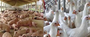 O custo total de produção por quilo de suíno vivo produzido em sistema tipo ciclo completo em Santa Catarina se manteve estável entre maio e junho, sendo de R$ 7,34. (Foto: Site Senar/SC)