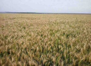 Características especiais identificadas habilitam o uso do trigo brasileiro na panificação industrial. (Divulgação)