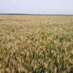 Em junho de 2022, o número de pessoas que sofrem de insegurança alimentar severa, e tiveram seu acesso a alimentos restringido no curto prazo aumentou para 345 milhões, em 82 países, segundo o WFP. Foto: Marcelo Camargo/Agência Brasil