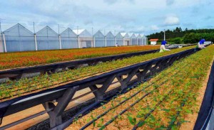 Com o aporte, a produção no Viveiro Salgado, na cidade baiana de Inhambupe, será ampliada em 40%, gerando cerca de 30 novas vagas de emprego. Foto: Acervo Bracell