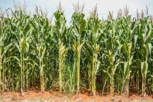 Estão abertas as inscrições para o XXXIII Congresso Nacional de Milho e Sorgo que ocorrerá de 12 a 15 de setembro. Site do Congresso: http://www.abms.org.br/cnms/Home.html. Foto: Fabiano Bastos.