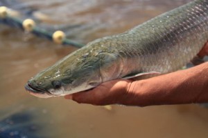 Volume financeiro foi de mais de U$ 14 milhões entre janeiro e junho de 2022, frente a U$ 7,18 milhões ano passado. Foto: divulgação.