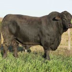 Entre os destaques do leilão do dia 19, está 50% do touro JMT Tri, que será ofertado com contratação garantida pela central de inseminação artificial Renascer Biotecnologia. (Crédito: La Rural Fotografia/Divulgação JMT Agropecuária)