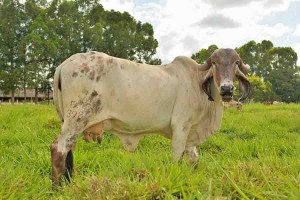 A prova de leite a pasto é uma parceria da Embrapa Cerrados com a Associação de Criadores de Zebu do Planalto (ACZP). Foto: Fabiano Bastos / divulgação