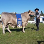 Reprodutor Murray Grey, de 12 meses e 734 quilos, de origem australiana, é eleito o Grande Campeão da raça na Expointer. Foto: AgroUrbano /divulgação.