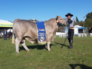 Reprodutor Murray Grey, de 12 meses e 734 quilos, de origem australiana, é eleito o Grande Campeão da raça na Expointer. Foto: AgroUrbano /divulgação.