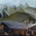A diferenciação entre machos e fêmeas sempre foi um desafio para criadores das duas espécies. Foto: Divulgação / Ambrapa Pesca e Aquicultura.