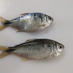 Reprodução assistida de lambaris é um avanço para testes toxicológicos que utilizam embriões de peixes. Foto: Embrapa. / divulgação
