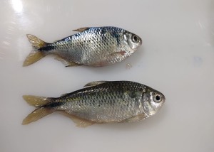 Reprodução assistida de lambaris é um avanço para testes toxicológicos que utilizam embriões de peixes. Foto: Embrapa. / divulgação