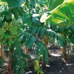 A variedade é resistente à sigatoka-amarela e à murcha de Fusarium. Foto: Humberto Marcílio