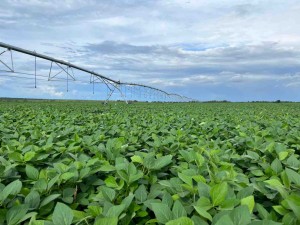 Valor da negociação foi de R$ 62,4 milhões, equivalente a 291 sacas de soja por hectare útil ou R$ 43.900. Foto: Divulgação BrasilAgro