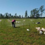 Quando utilizados na formulação de substratos, os lodos apresentaram benefícios como incremento de altura, de volume radicular e precocidade das plantas. Foto: Divulgação Embrapa