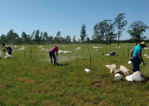 Quando utilizados na formulação de substratos, os lodos apresentaram benefícios como incremento de altura, de volume radicular e precocidade das plantas. Foto: Divulgação Embrapa