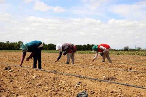 Uma das condições para obtenção do desconto é a de que os contratos originais tenham sido firmados até 31 de dezembro de 2011. Foto: Divulgação Codevasf