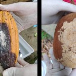 cacau-e-cupuacu A monilíase afeta plantas do gênero Theobroma, como o cacau e o cupuaçu (Foto Divulgação - Mapa