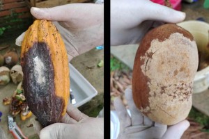 cacau-e-cupuacu A monilíase afeta plantas do gênero Theobroma, como o cacau e o cupuaçu (Foto Divulgação - Mapa