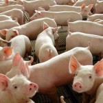 Abertura representa uma das mais importantes conquistas recentes para o comércio de carne suína.  Foto: Agência Brasil