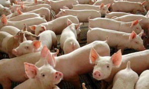 Abertura representa uma das mais importantes conquistas recentes para o comércio de carne suína.  Foto: Agência Brasil
