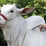 A vacinação ocorre em cerca de 161 milhões de animais, de até 24 meses, em 10 estados: (AL, AM, CE, MA, PA, PB, PE, PI, RR e RN), conforme o calendário nacional de vacinação. Reprodução Internet