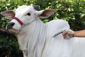 A vacinação ocorre em cerca de 161 milhões de animais, de até 24 meses, em 10 estados: (AL, AM, CE, MA, PA, PB, PE, PI, RR e RN), conforme o calendário nacional de vacinação. Reprodução Internet