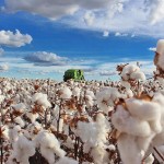 A segunda cultura de maior expressão no estado é o milho, para o qual estima-se produção de 2,3 milhões de toneladas apenas na primeira safra, aumento de 11% em relação à 2021/22. Foto: Abrapa / reprodução