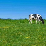 produção de leite após a utilização da tecnologia Effatha Agro. Créditos: Freepik / divulgação