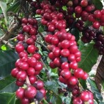 As lavouras estão divididas em três microrregiões: Chapada Diamantina, Vitória da Conquista e Brejões. Café verde do Oeste da Bahia surpreende pelo paladar. (Foto: Ascom / SDR) / Bahia Rural)