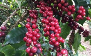 As lavouras estão divididas em três microrregiões: Chapada Diamantina, Vitória da Conquista e Brejões. Café verde do Oeste da Bahia surpreende pelo paladar. (Foto: Ascom / SDR) / Bahia Rural)