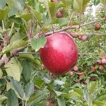 Foto Viviane Zanella - Embrapa