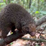 O ouriço-preto e outros 22 animais passaram a ter a RPPN Lontra, pertencente à Bracelll, como novo lar nesta sexta-feira, 27. Foto: Acervo Bracell