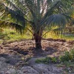 A irrigação favorece o crescimento e a precocidade de produção do coqueiro. Foto: Fábio Miranda. (divulgação)