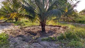 A irrigação favorece o crescimento e a precocidade de produção do coqueiro. Foto: Fábio Miranda. (divulgação)