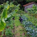 Agricultura familiar produz 70% dos alimentos consumidos no Brasil. Foto: Leonardo Henrique e Valmir Fernandes/Fotos Públicas