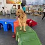 Cachorrodromo em sp - divulgação