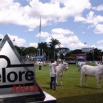 O evento - que será realizada até o dia 4 de fevereiro no Parque de Exposições Fernando Costa - abre o calendário anual de exposições de gado do país, reunindo os principais criadores e animais da raça Nelore. Foto: AMCN / Divulgação.