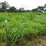 O novo produto está apto a adubar as plantas forrageiras e, ao mesmo tempo, a controlar a infecção por vermes. Foto: Hévila Salles