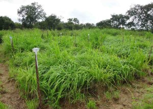 O novo produto está apto a adubar as plantas forrageiras e, ao mesmo tempo, a controlar a infecção por vermes. Foto: Hévila Salles