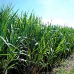 Sem impacto de preço para o consumidor, medida valoriza a agroindústria nacional com etanol competitivo cana de açucar.jpg- Foto: Paulo Lanzetta/Embrapa