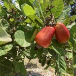 O Ceará é o maior produtor e registrou um aumento de 52% na comparação com a safra anterior, saltando de 62.977 toneladas, em 2021, para 95.758 toneladas, no ano passado. Foto: Divulgação / Embrapa
