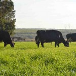O estudo considerou dois tipos de sistemas de produção – intensivo e extensivo - e as duas raças mais utilizadas na pecuária leiteira. Foto: Divulgação / Embrapa Pecuária