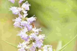 É importante que o produtor entenda quais plantas são mais indicadas para a alimentação das abelhas e em quais períodos essas plantas emitem flores. Foto: Marcelino Ribeiro