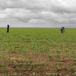 Esse tipo de abordagem e de sensoriamento remoto pode contribuir em políticas públicas e no monitoramento dos cultivos agrícolas em larga escala ao longo do ano/safra. Foto: Taya Parreiras / Lavouras de verão em Barreiras, BA