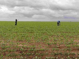 Esse tipo de abordagem e de sensoriamento remoto pode contribuir em políticas públicas e no monitoramento dos cultivos agrícolas em larga escala ao longo do ano/safra. Foto: Taya Parreiras / Lavouras de verão em Barreiras, BA