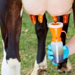 Os profissionais da veterinária alertam que se trata de uma doença traiçoeira, principalmente por se manter oculta por semanas, até meses. Foto: divulgação.