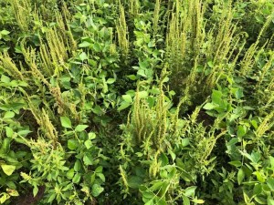 “A Amaranthus palmeri é uma planta daninha de difícil controle, de crescimento muito rápido, que pode competir significativamente com as culturas econômicas, principalmente milho, algodão e soja”. Foto: Reprodução / https://maissoja.com.br/
