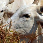 Ministério da Agricultura e Pecuária está adotando providências para que as exportações da carne bovina brasileira sejam restabelecidas o mais breve possível. Foto: Arquivo/Agência Brasil